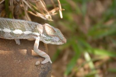 DSC_0202 lizard vulgaris