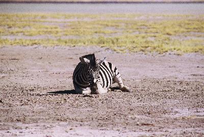 E2009 Lonesome zebra
