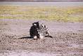 E2009 Lonesome zebra