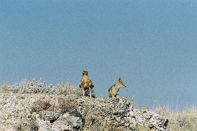 E1004 What a nice company - hawk and jackal