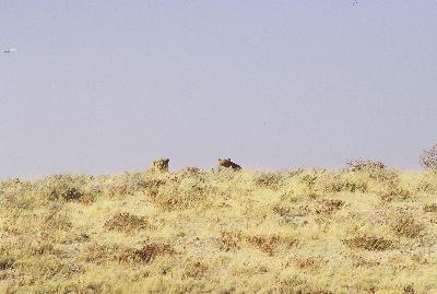 E1010 Spotted lions