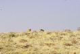 E1010 Spotted lions